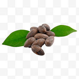 咖啡种子图片_香榧坚果特产零食蛋白