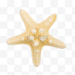 几颗珍珠图片_海洋珍珠海星