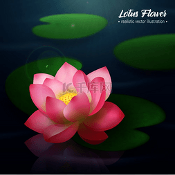 漂浮在水上图片_粉红色的莲花，两片宽圆盘状的叶