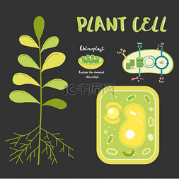 结构关系图图片_里面的植物细胞