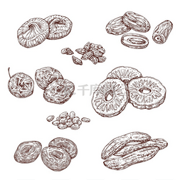 干果和糖渍浆果分离的病媒草图大