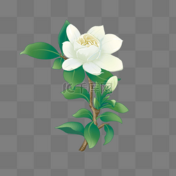 唯美植物花卉白色的栀子花