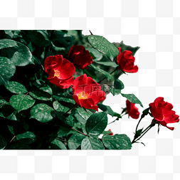 红色植物花朵绿叶图片_花圃绿化植物红色单层月季花