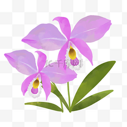 紫色盛开的花朵图片_诞生花日本十二月卡特兰生日花水