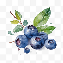 手绘水果插画图片_卡通手绘水果蓝莓