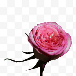 鲜艳的粉色玫红色玫瑰