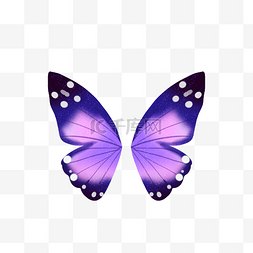 紫色花纹蝴蝶翅膀