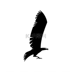 飞鸟图片_鹰猎鹰或鹰孤立的图标展开翅膀的