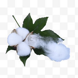 棉花植物保暖白色耐热