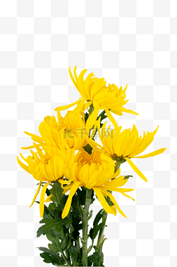 清明清明节文明祭扫黄色菊花