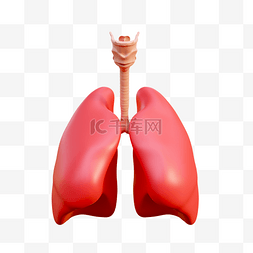 肺部吸氧图片_3D立体内脏器官肺部