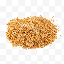 小麦麦穗麦粒