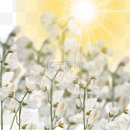 太阳下的花朵图片_阳光照射下的槐花