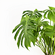 植物装饰龟背竹叶子简约元素