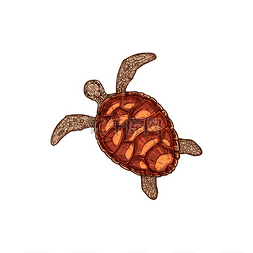 乌龟素描图片_乌龟孤立的航海乌龟素描矢量单色