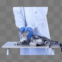 带听诊器的男医生图片_宠物医生给猫按摩