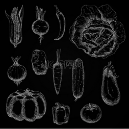 成熟的秋季南瓜和卷心菜、西红柿