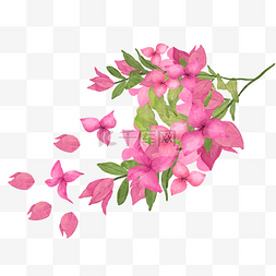 白色花卉插画图片_九重葛水彩花卉绿色花枝