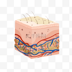 免疫细胞图片_皮肤皮下组织立体模型
