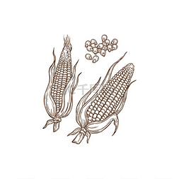 农产品食物图片_玉米粒分离的单色玉米芯图标矢量