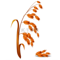 燕矢量图片_燕麦穗植物的叶子和作物靠近一堆