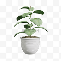 盆栽植物植物图片_3D盆栽植物绿植C4D