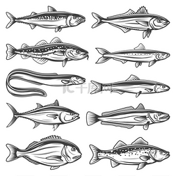 鱼类轮廓图标集海洋动物马鱼鲷鱼