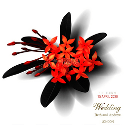 树叶黑白色图片_热带黑叶，异国情调的红色花朵在