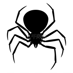 蜘蛛昆虫图片_黑寡妇蜘蛛剪影。