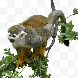猿猴图片_黄色树枝动物松鼠猴