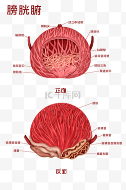 五脏六腑经络图片_人体医疗人体组织五脏六腑之膀胱