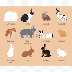 兔子，落聘品种图标集。平面设计