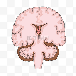大脑插画图片_神经病学人类大小脑切面插画