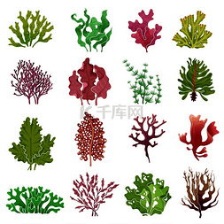 藻类图片_海藻套装海洋植物海藻和水族馆海