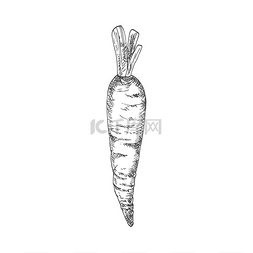 胡萝卜与蔬菜图片_胡萝卜隔离秋季蔬菜草图矢量素食