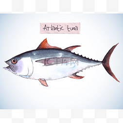 海水鱼-金枪鱼