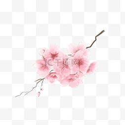 粉色樱花花团水彩樱花