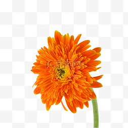 花朵橙色图片_非洲菊菊花户外花园