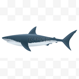 大白鲨卡通图片_大白鲨