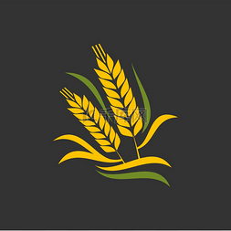 小麦穗图片_谷物穗和穗农作物农场收割面包和
