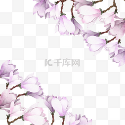 漂浮花瓣白色图片_唯美水彩玉兰花卉边框