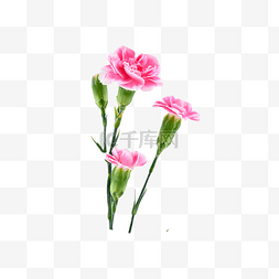 母亲节字体图片_浪漫花朵新鲜康乃馨