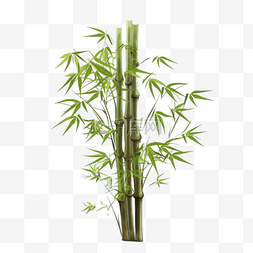 卡通手绘植物竹子