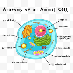 细胞结构结构图片_细胞解剖切面医学插图