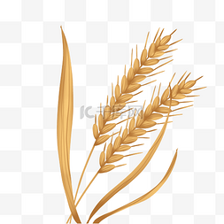 金色图片_芒种金色小麦麦穗