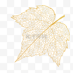 落叶叶子图片_枫叶叶脉底纹叶子半透明梧桐叶