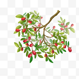 秋季红枣枣树