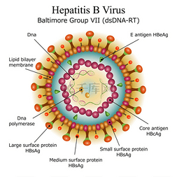 乙型肝炎病毒粒子结构的关系图