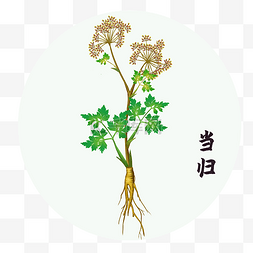 覆盆子中药图片_中草药中药植物当归苗