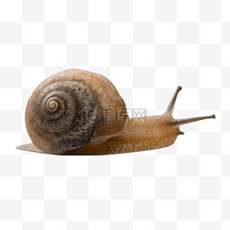 蜗牛触角动物
